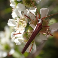 Rhinophthalmus nasutus (A Longhorn Beetle) at Murrumbateman, NSW - 31 Dec 2024 by SimoneC