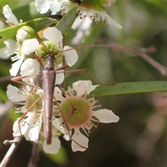 Rhinophthalmus nasutus at Murrumbateman, NSW - 31 Dec 2024