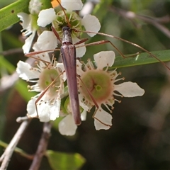 Rhinophthalmus nasutus at Murrumbateman, NSW - 31 Dec 2024 11:00 AM