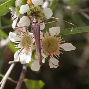 Rhinophthalmus nasutus at Murrumbateman, NSW - 31 Dec 2024