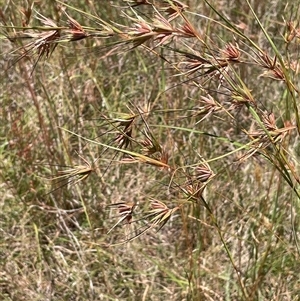 Themeda triandra (Kangaroo Grass) at Binda, NSW by JaneR