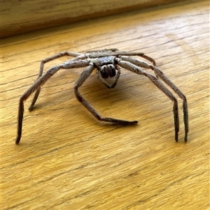 Isopeda canberrana (Canberra Huntsman Spider) at Hughes, ACT by ruthkerruish