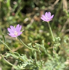 Epilobium billardiereanum subsp. cinereum (Hairy Willow Herb) at Binda, NSW - 29 Dec 2024 by JaneR