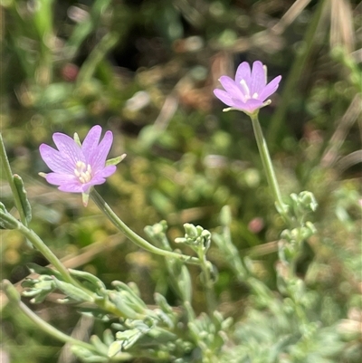 Epilobium billardiereanum subsp. cinereum (Hairy Willow Herb) at Binda, NSW - 29 Dec 2024 by JaneR