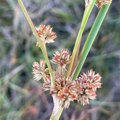 Juncus vaginatus (Clustered Rush) at Binda, NSW - 29 Dec 2024 by JaneR