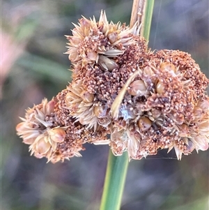 Juncus vaginatus at Binda, NSW - 29 Dec 2024