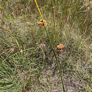 Juncus vaginatus at Binda, NSW - 29 Dec 2024