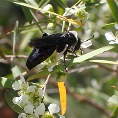 Anthoboscinae sp01 (Unidentified Flower Wasp) at Murrumbateman, NSW - 31 Dec 2024 by SimoneC