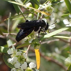 Laeviscolia frontalis at Murrumbateman, NSW - 31 Dec 2024