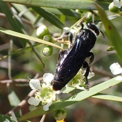 Laeviscolia frontalis at Murrumbateman, NSW - 31 Dec 2024