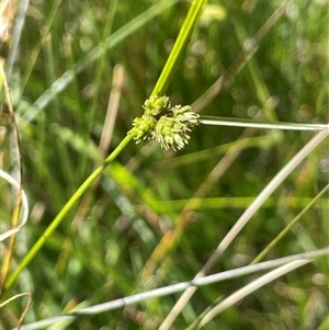 Carex inversa (Knob Sedge) at Binda, NSW by JaneR