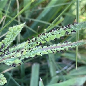 Paspalum dilatatum at Binda, NSW - 29 Dec 2024