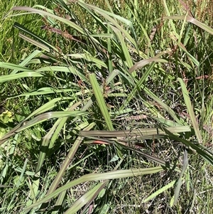 Paspalum dilatatum at Binda, NSW - 29 Dec 2024