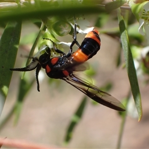 Pterygophorus cinctus (Bottlebrush sawfly) at Murrumbateman, NSW by SimoneC