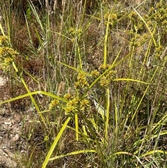 Cyperus eragrostis (Umbrella Sedge) at Binda, NSW - 29 Dec 2024 by JaneR