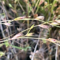 Juncus bufonius (Toad Rush) at Binda, NSW - 29 Dec 2024 by JaneR