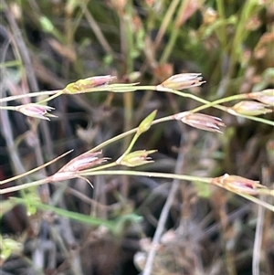 Juncus bufonius (Toad Rush) at Binda, NSW by JaneR