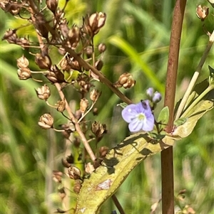 Veronica anagallis-aquatica at Binda, NSW - 29 Dec 2024