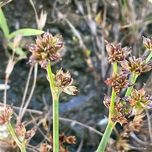 Juncus articulatus subsp. articulatus at Binda, NSW - 29 Dec 2024