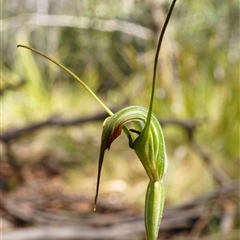 Diplodium decurvum (Summer greenhood) at Tharwa, ACT - 30 Dec 2024 by shoko