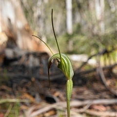 Diplodium decurvum at Tharwa, ACT - 30 Dec 2024