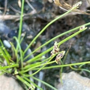 Isolepis cernua (Slender Clubrush) at Binda, NSW by JaneR