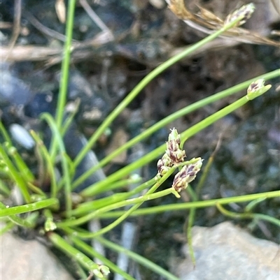 Isolepis cernua (Slender Clubrush) at Binda, NSW - 29 Dec 2024 by JaneR