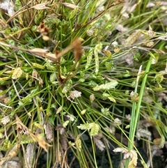 Isolepis levynsiana (Tiny Flat-sedge) at Binda, NSW - 29 Dec 2024 by JaneR