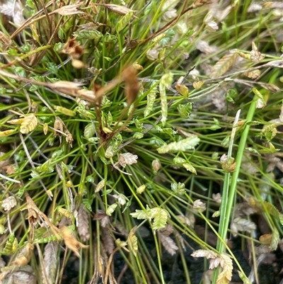 Isolepis levynsiana (Tiny Flat-sedge) at Binda, NSW - 29 Dec 2024 by JaneR