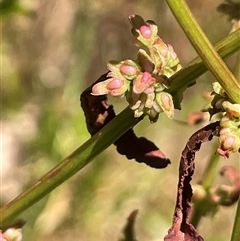 Rumex conglomeratus (Clustered Dock) at Binda, NSW - 29 Dec 2024 by JaneR