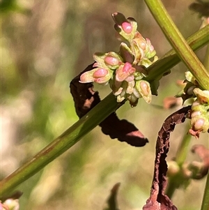 Rumex conglomeratus (Clustered Dock) at Binda, NSW by JaneR