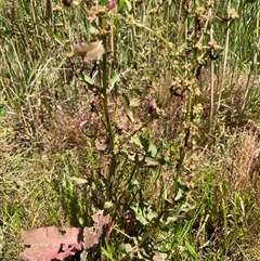 Rumex conglomeratus at Binda, NSW - 29 Dec 2024 02:23 PM