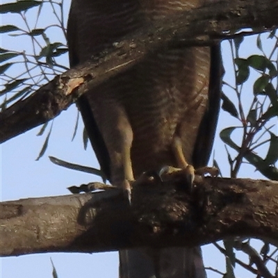 Tachyspiza fasciata (Brown Goshawk) at Symonston, ACT - 28 Dec 2024 by RobParnell