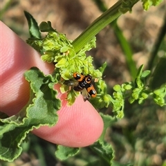 Aporocera (Aporocera) parenthetica (Leaf beetle) at Bungendore, NSW - 31 Dec 2024 by clarehoneydove