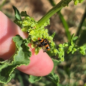 Aporocera (Aporocera) parenthetica at Bungendore, NSW - suppressed