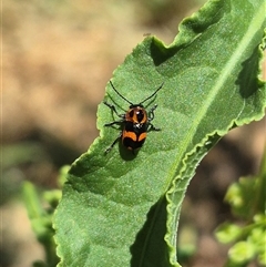 Aporocera (Aporocera) parenthetica at Bungendore, NSW - suppressed