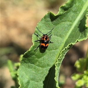 Aporocera (Aporocera) parenthetica at Bungendore, NSW - suppressed