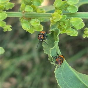 Aporocera (Aporocera) parenthetica at Bungendore, NSW - suppressed