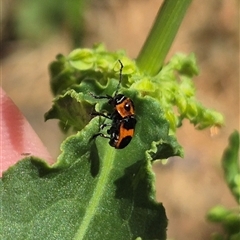 Aporocera (Aporocera) parenthetica at Bungendore, NSW - suppressed