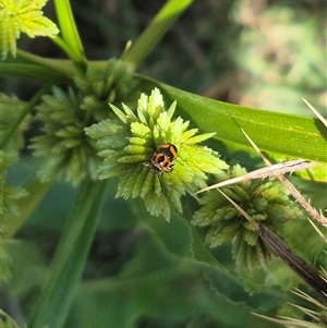 Aporocera (Aporocera) parenthetica at Bungendore, NSW - suppressed