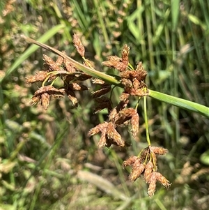 Schoenoplectus tabernaemontani at Binda, NSW - 29 Dec 2024 02:27 PM