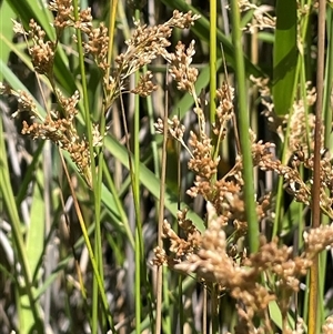 Juncus sarophorus (Broom Rush) at Binda, NSW by JaneR