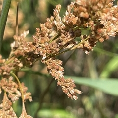 Juncus sarophorus at Binda, NSW - 29 Dec 2024 02:29 PM
