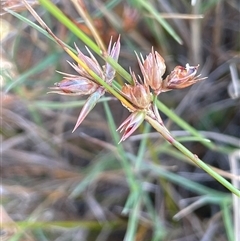 Juncus homalocaulis (A Rush) at Binda, NSW - 29 Dec 2024 by JaneR