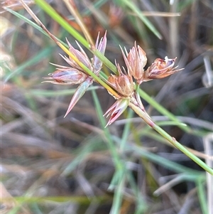 Juncus homalocaulis (A Rush) at Binda, NSW by JaneR