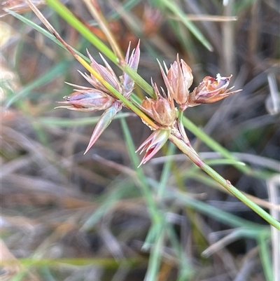 Juncus homalocaulis (A Rush) at Binda, NSW - 29 Dec 2024 by JaneR