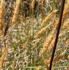 Anthoxanthum odoratum (Sweet Vernal Grass) at Binda, NSW - 29 Dec 2024 by JaneR