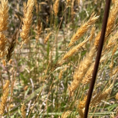 Anthoxanthum odoratum (Sweet Vernal Grass) at Binda, NSW - 29 Dec 2024 by JaneR