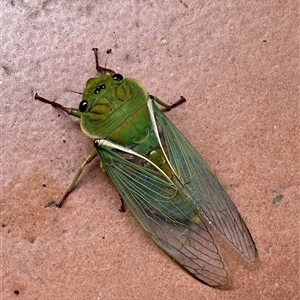 Cyclochila australasiae at Bellawongarah, NSW - suppressed