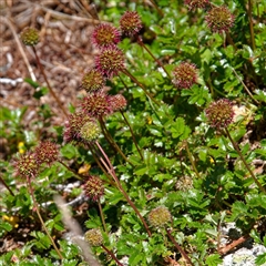 Acaena sp. Thredbo River Gorge (Sheeps Burr) at Thredbo, NSW - 28 Dec 2024 by regeraghty